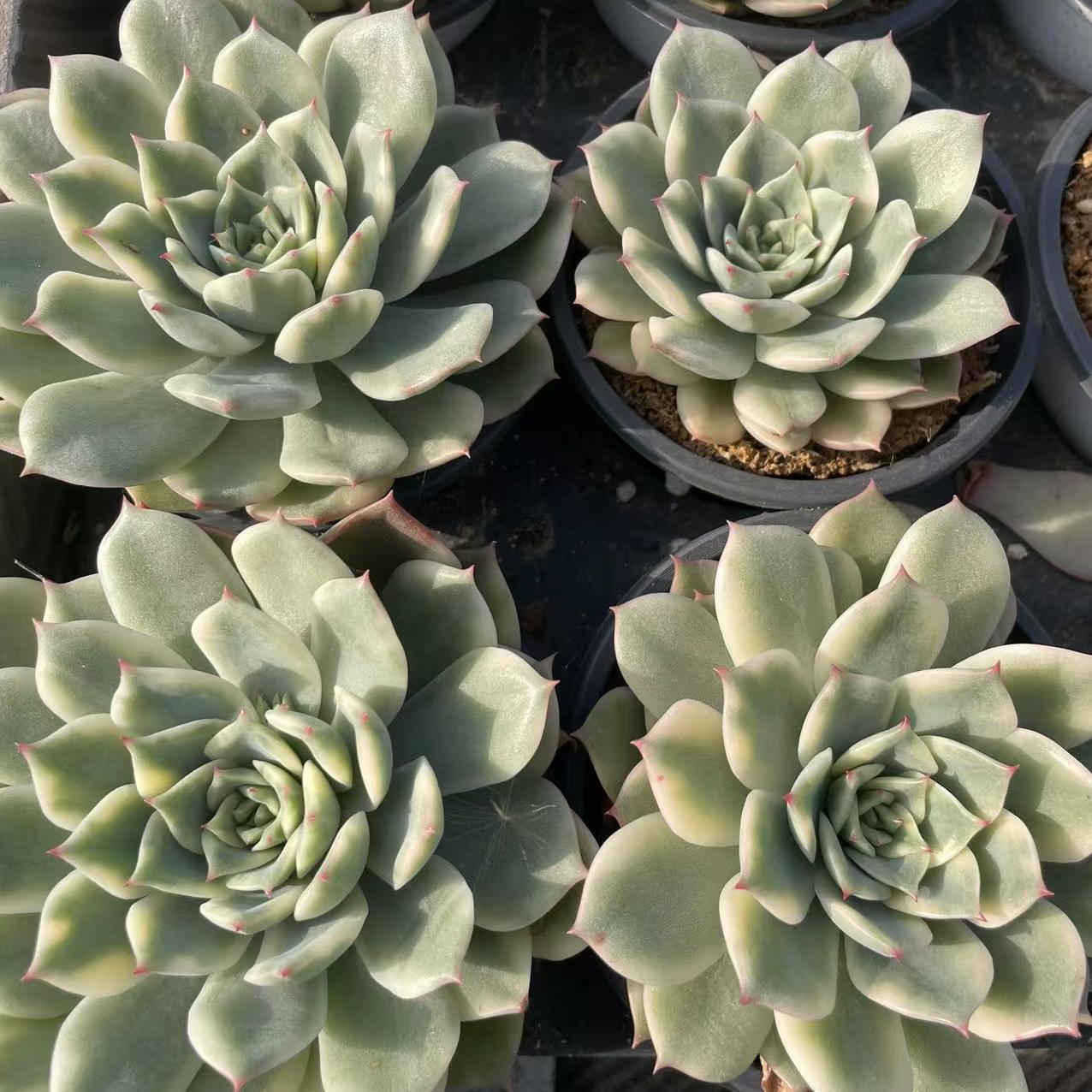 Echeveria Erica