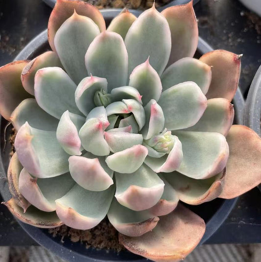 Echeveria Crystal Lovers