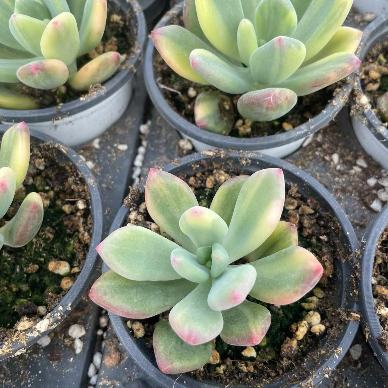 Echeveria Qingxing Beauty