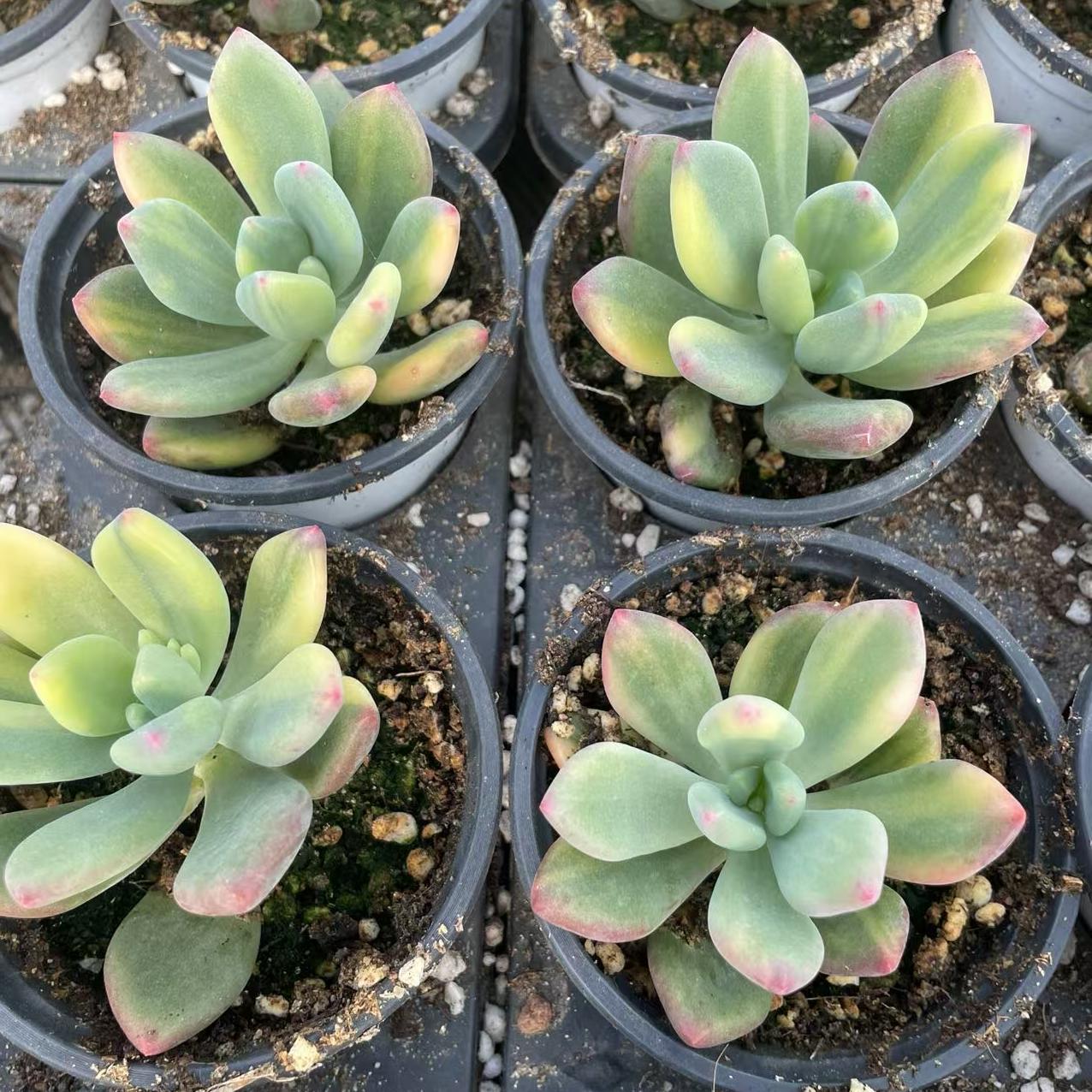 Echeveria Qingxing Beauty