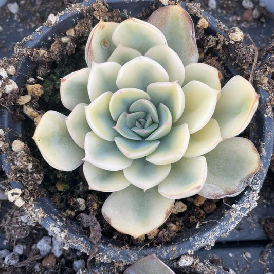 Echeveria Fiona's Wheel Cover