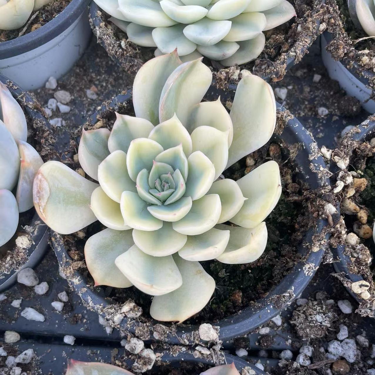 Echeveria Fiona's Wheel Cover