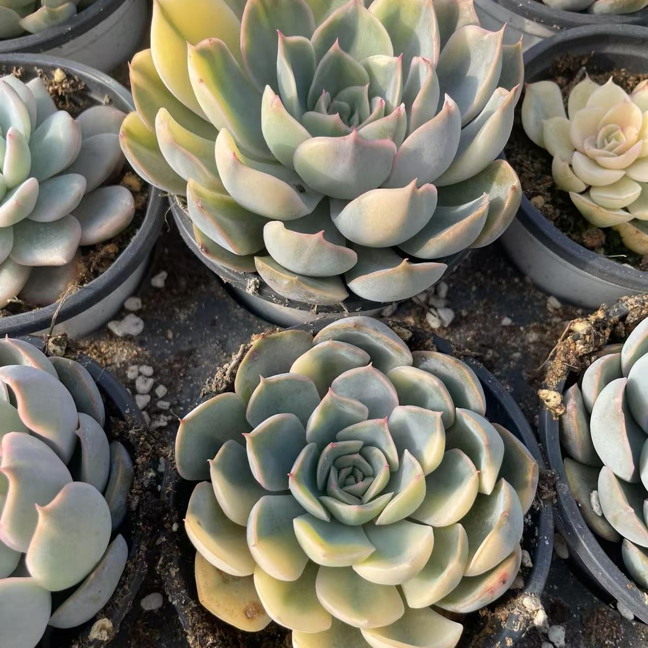 Echeveria Fiona Flower