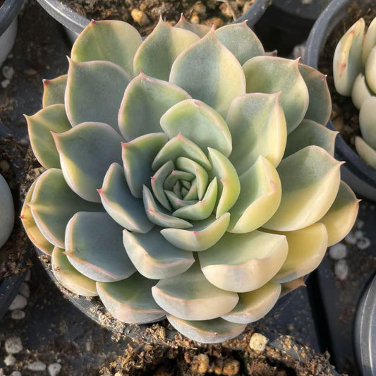 Echeveria Fiona Flower