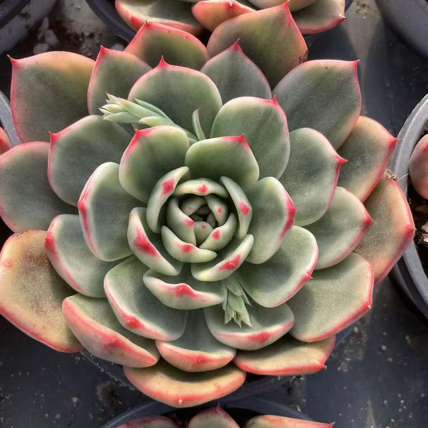 Echeveria Pig Nose