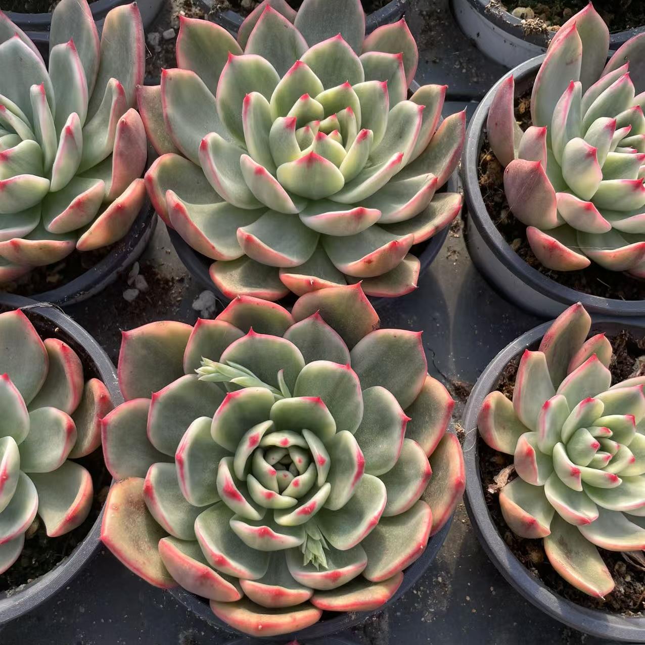 Echeveria Pig Nose
