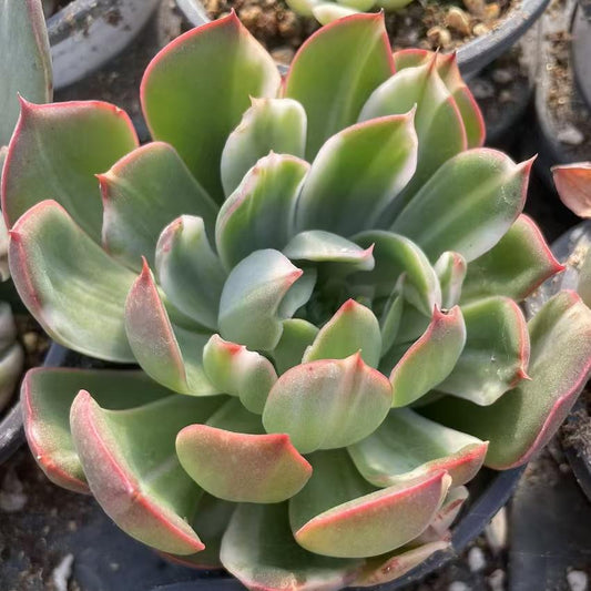Echeveria Christmas Eve Brushing