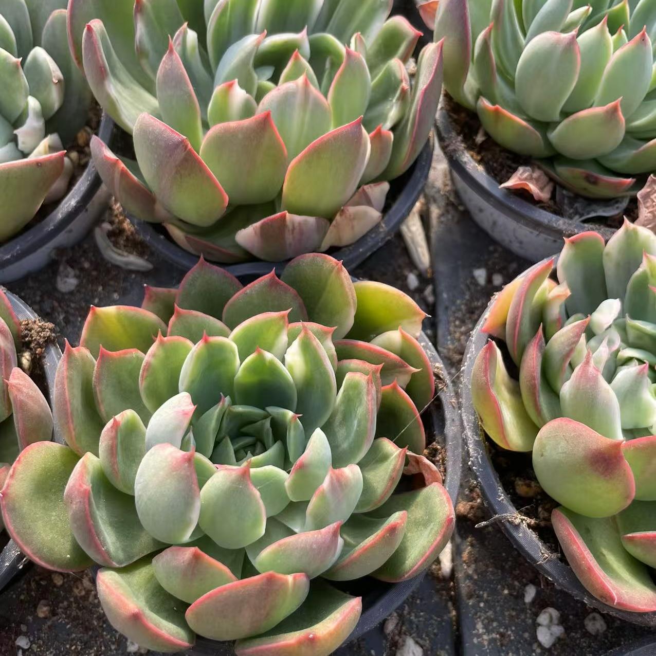 Echeveria Christmas Eve Brushing