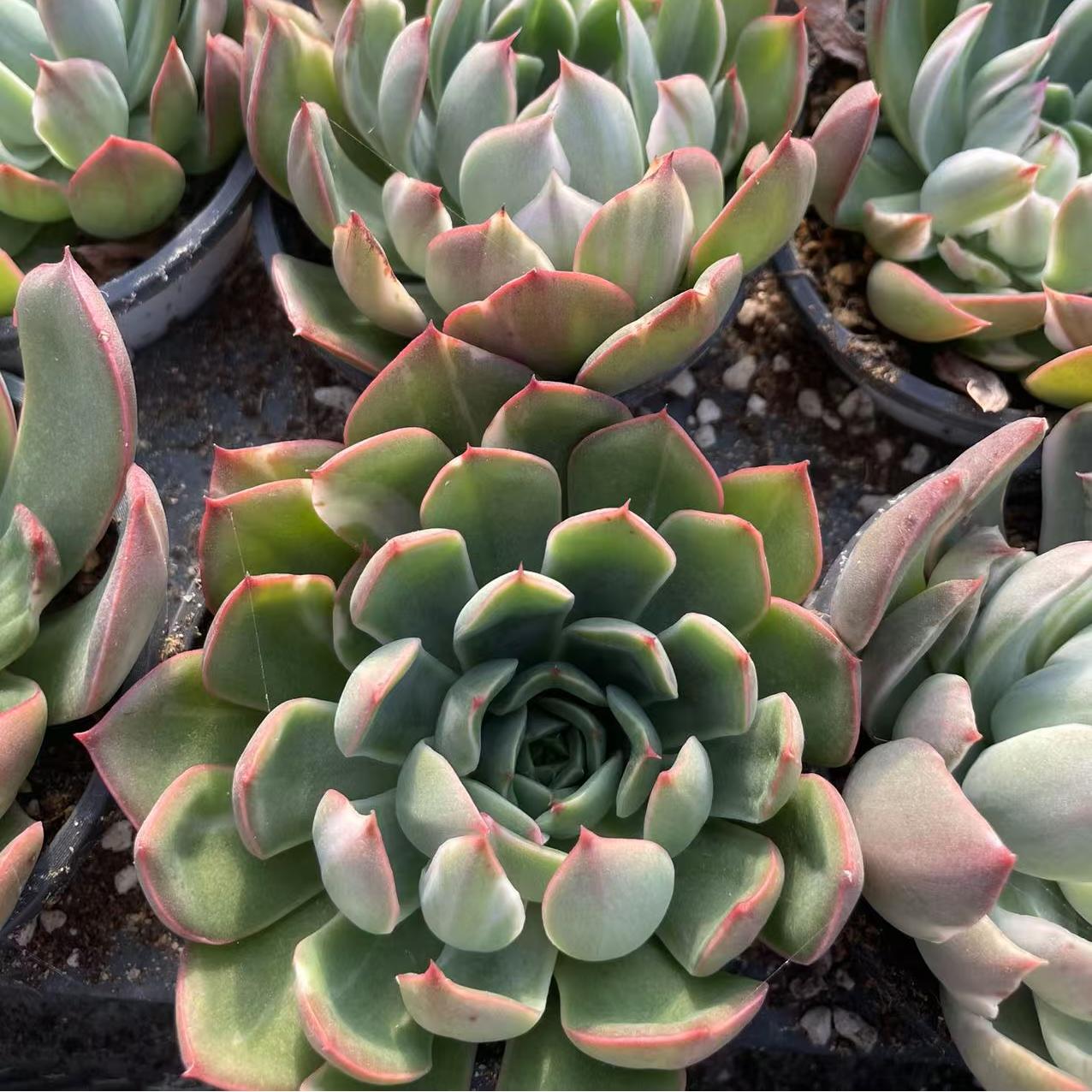Echeveria Christmas Eve Brushing
