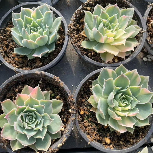 Echeveria Blue Velvet