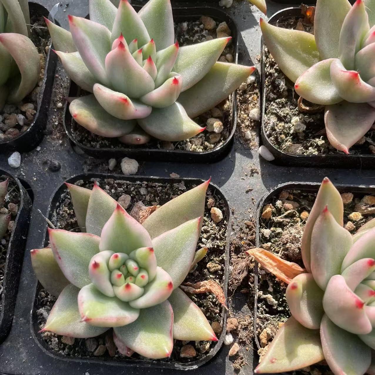 Echeveria Eck Soul
