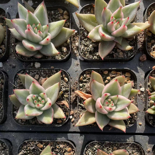 Echeveria Eck Soul