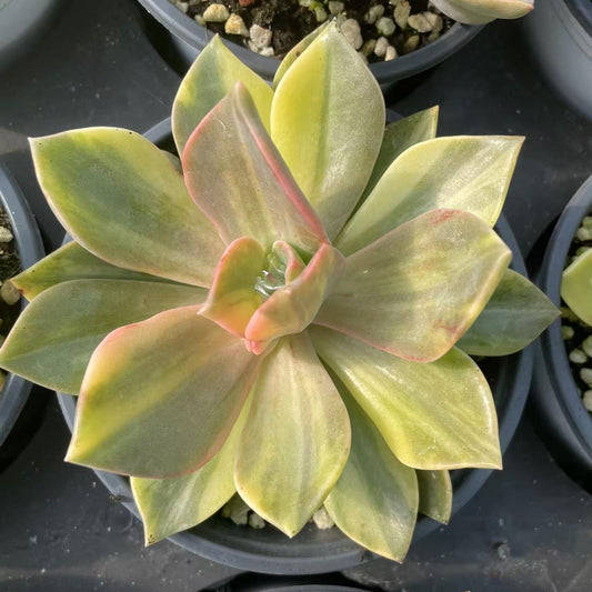 Echeveria First Love