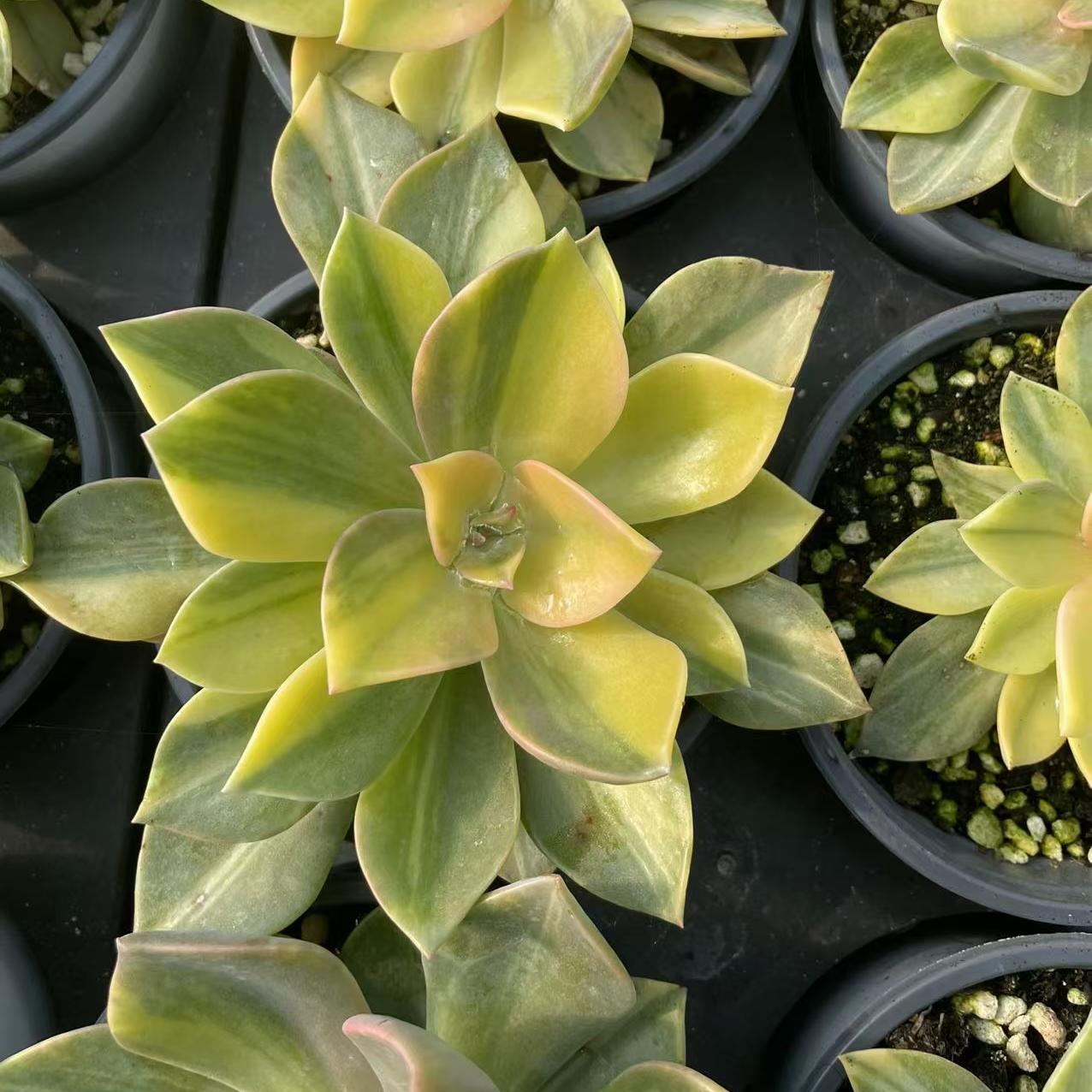 Echeveria First Love
