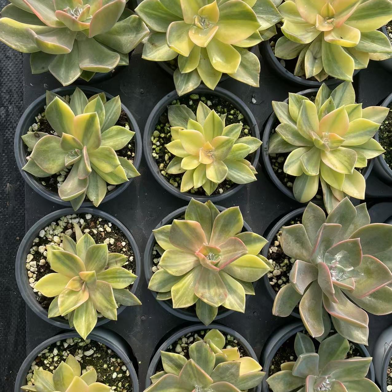 Echeveria First Love