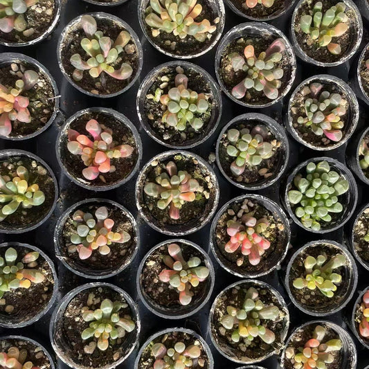 Echeveria Fenestraria Aurantiaca