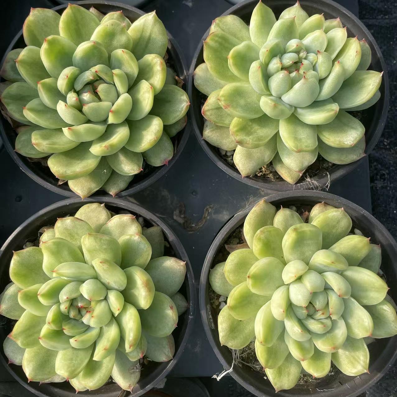 Echeveria Ice Angel