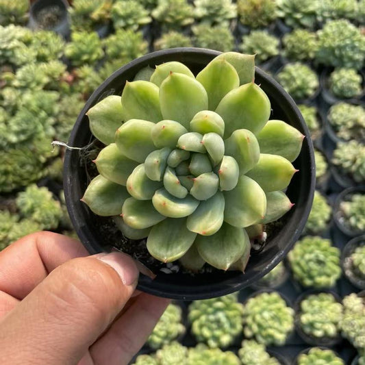 Echeveria Ice Angel