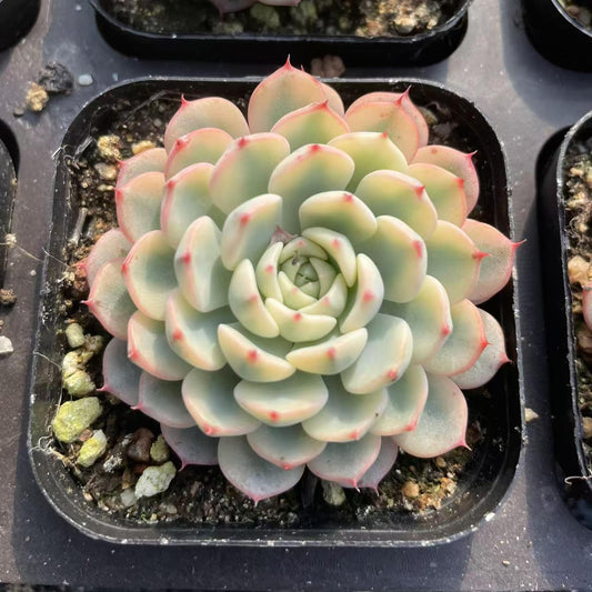 Echeveria Ji Lian