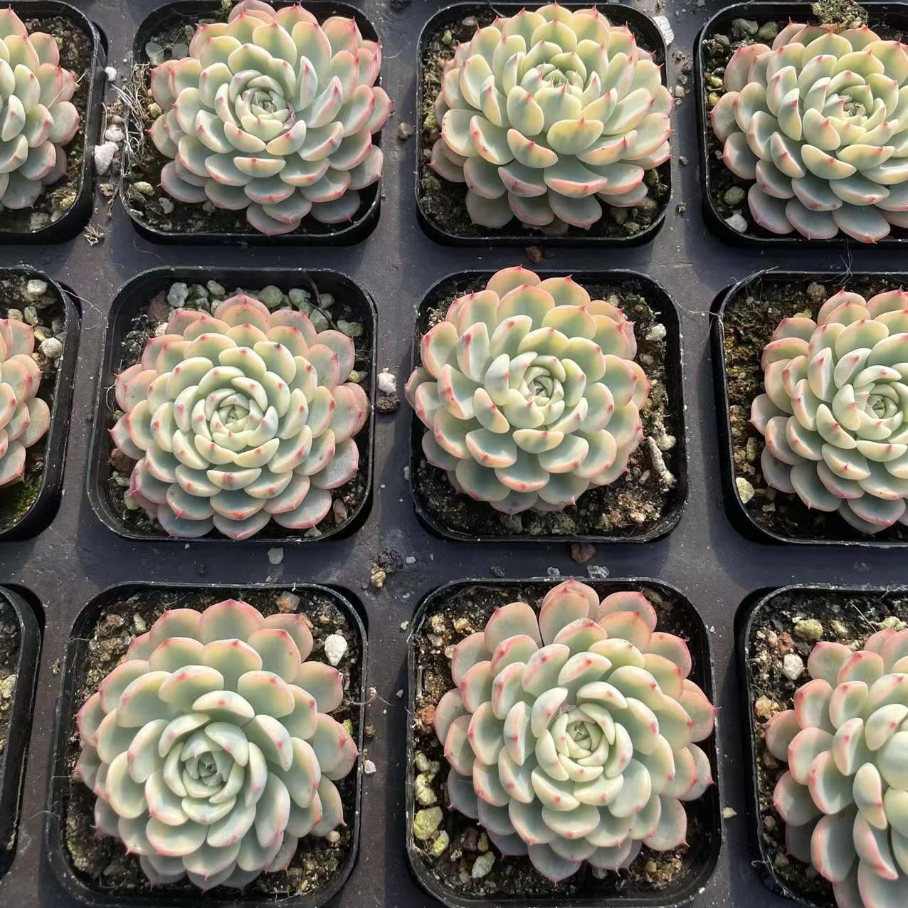 Echeveria Ji Lian