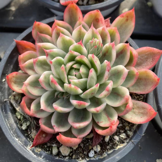 Echeveria Flutte