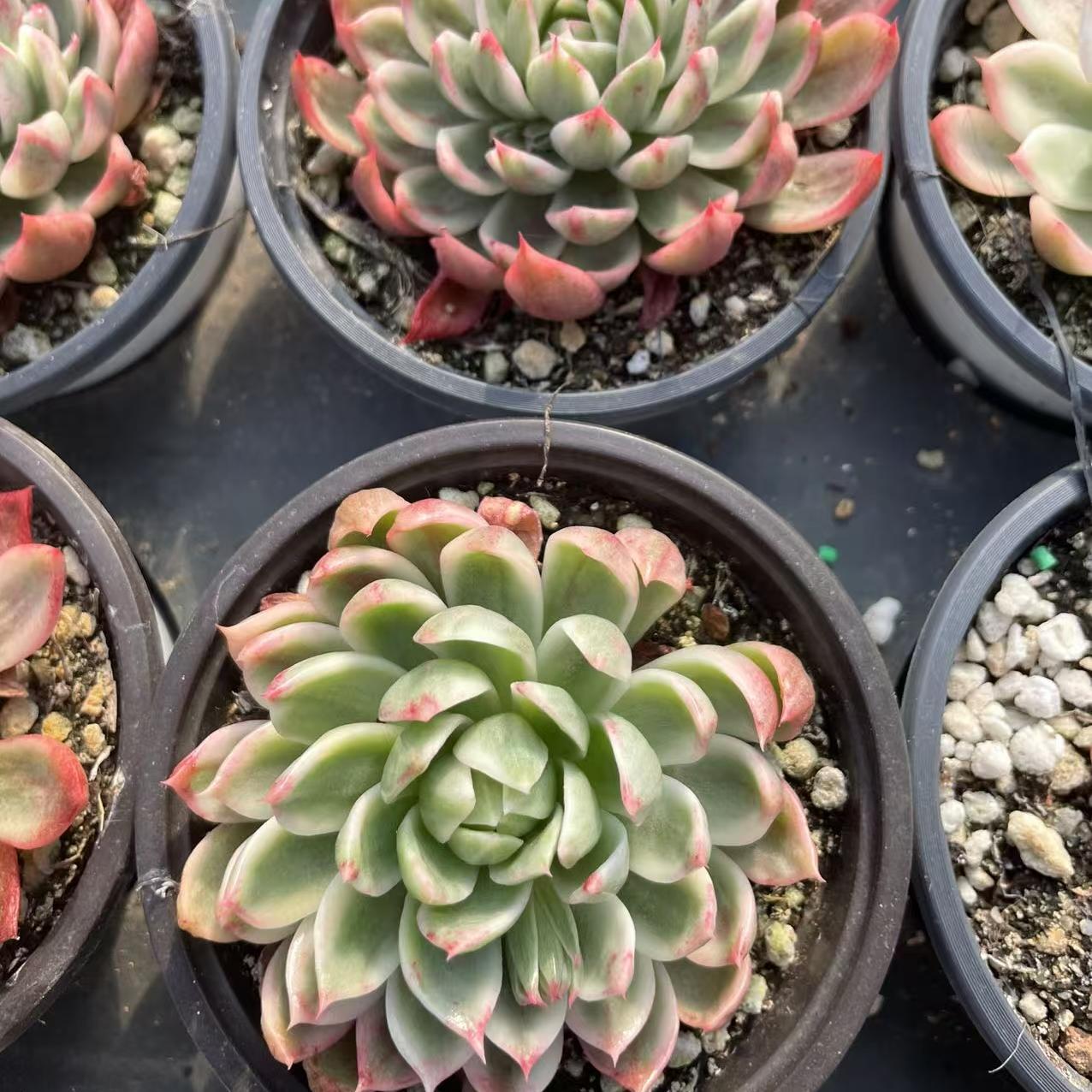 Echeveria Flutte