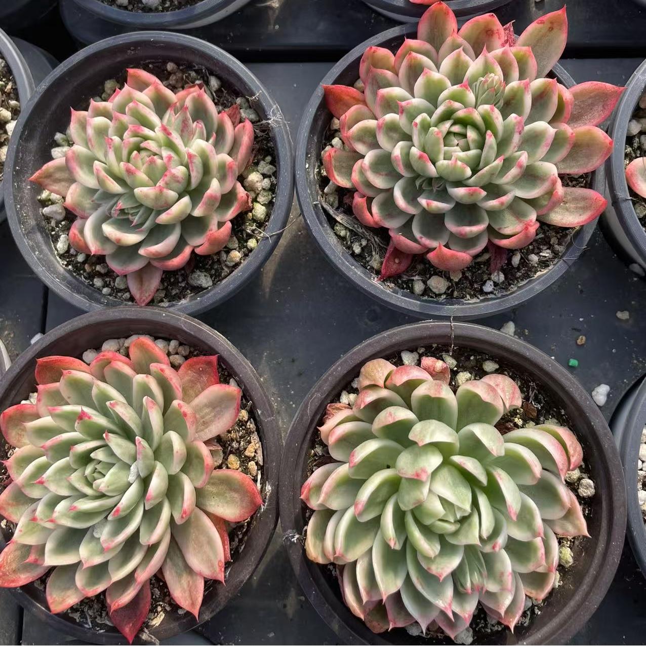 Echeveria Flutte