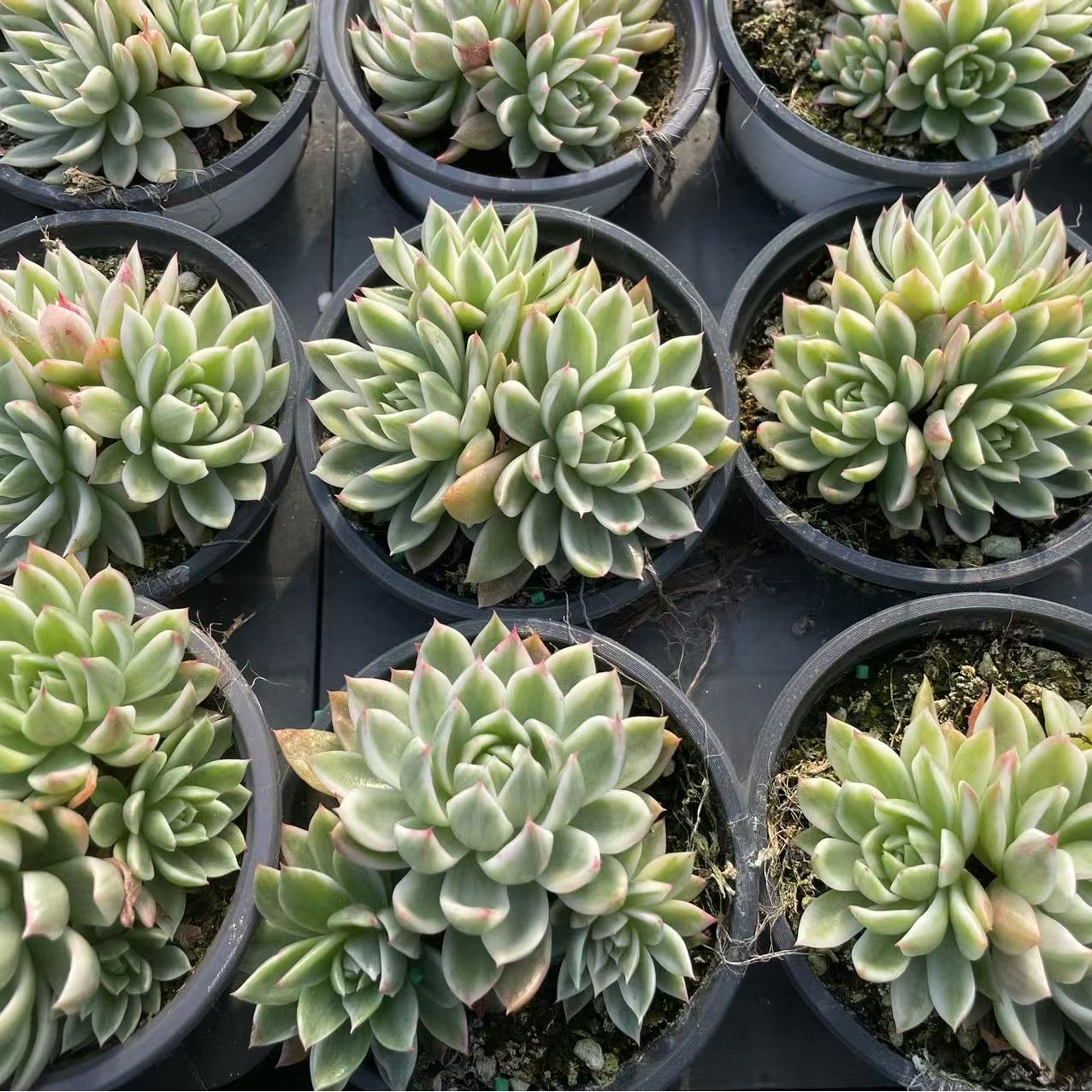 Echeveria Flutter (cluster)