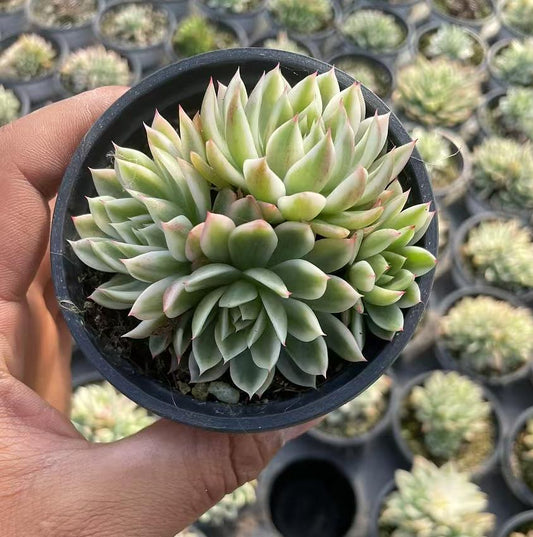 Echeveria Flutter (cluster)
