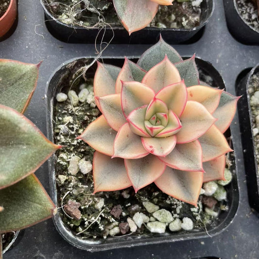 Echeveria Covered Wheel