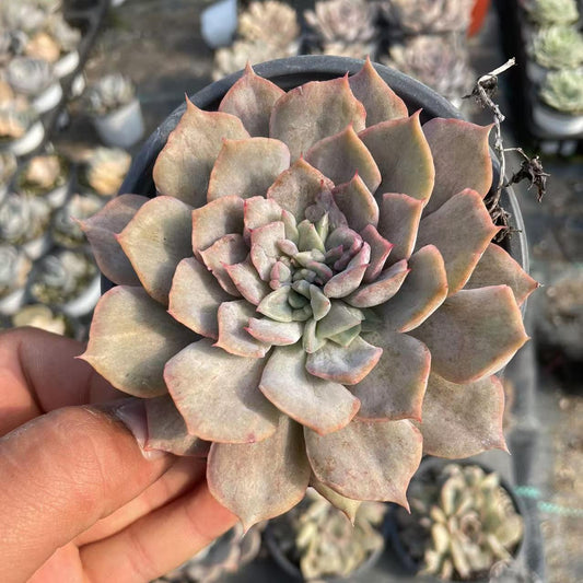 Echeveria Fiona Petrochemical