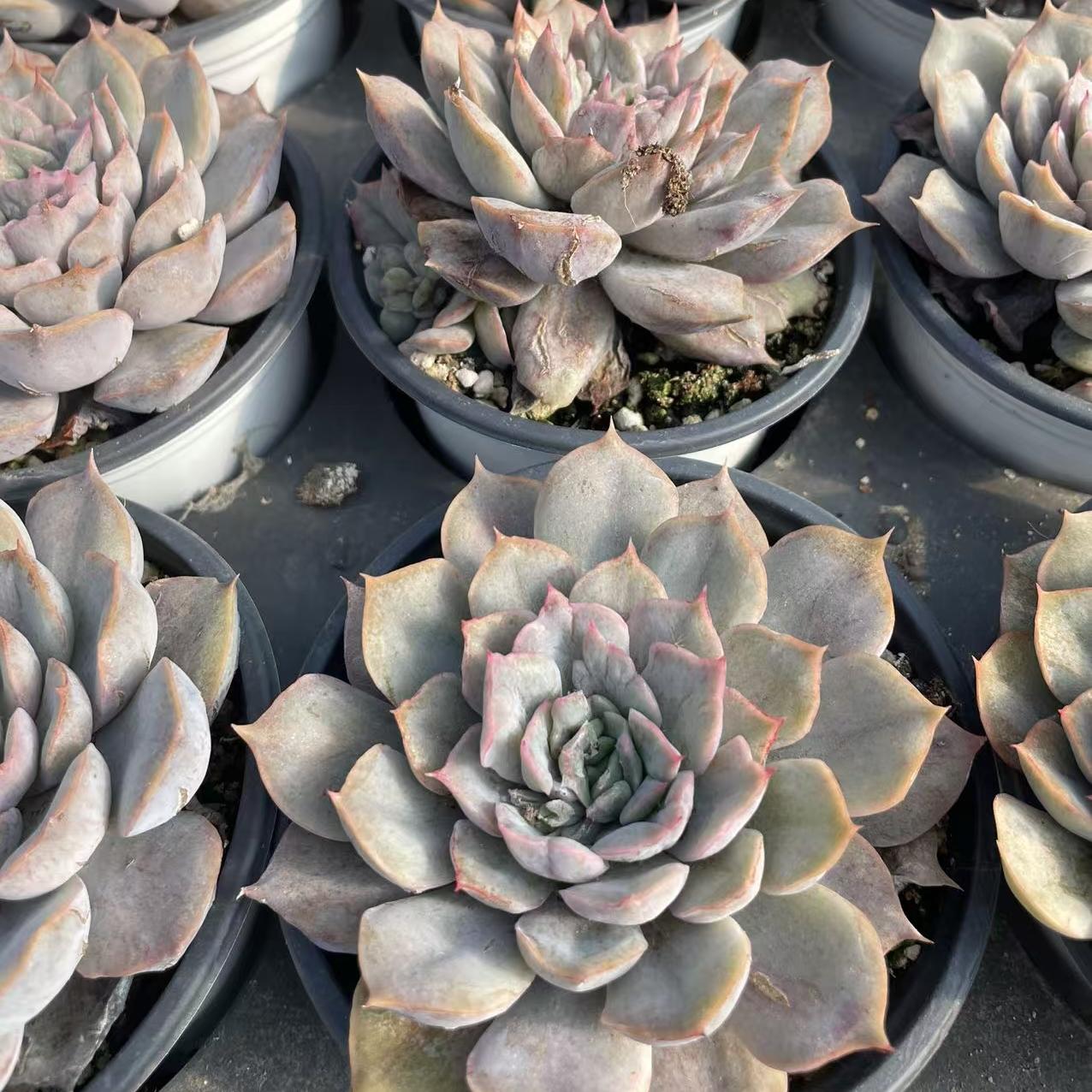 Echeveria Fiona Petrochemical