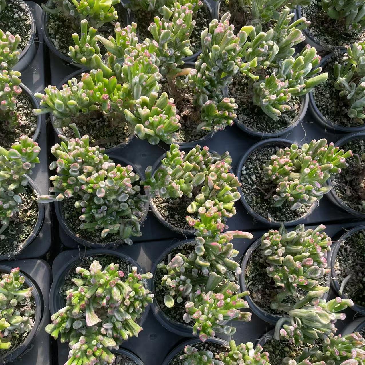 Echeveria Money Absorbing Tree