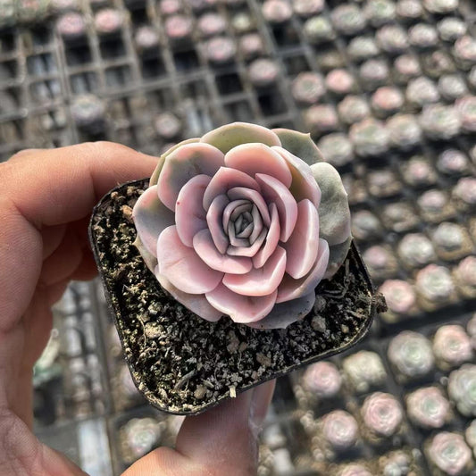 Echeveria Blue Surprise (single)