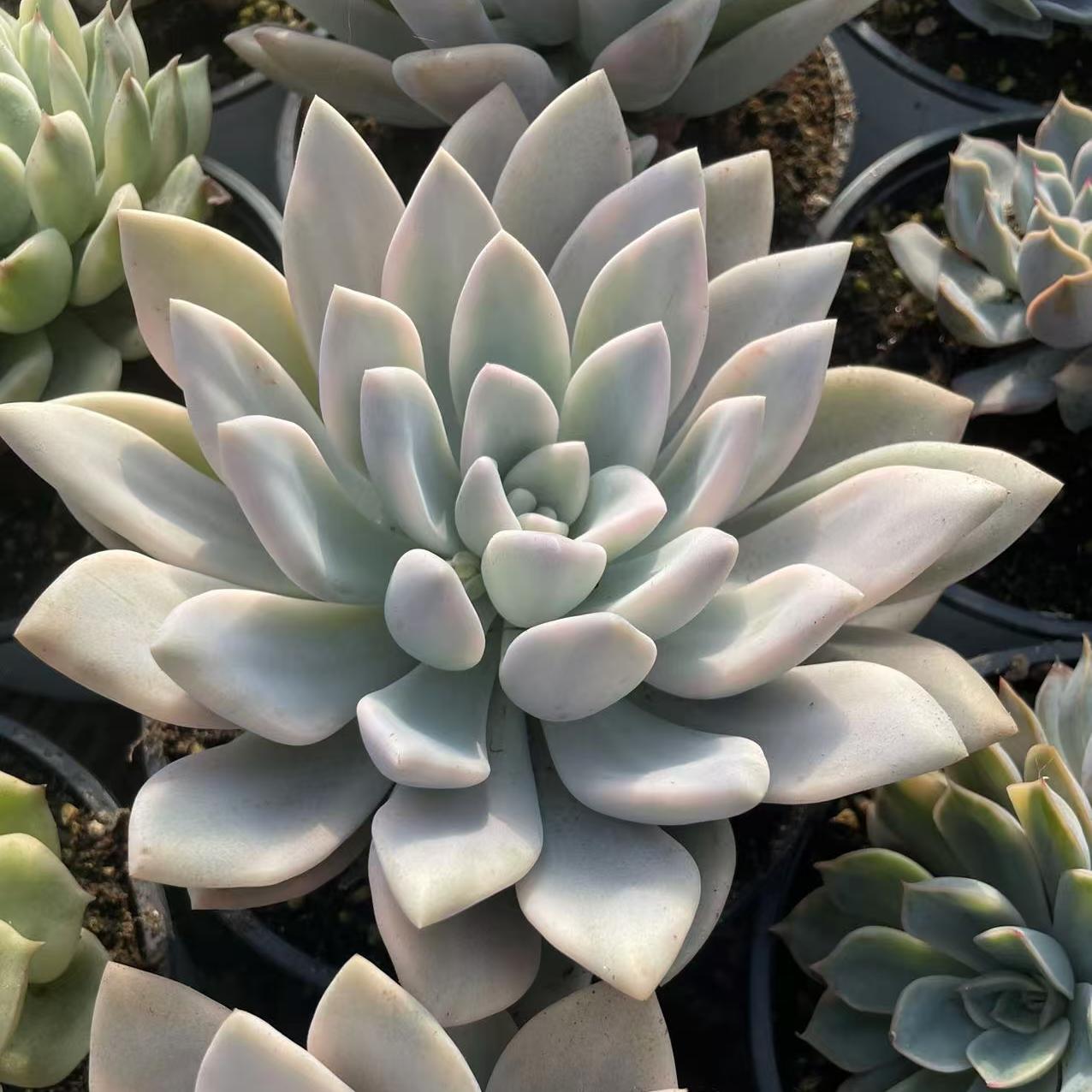 Echeveria Oprina Wheel Cover