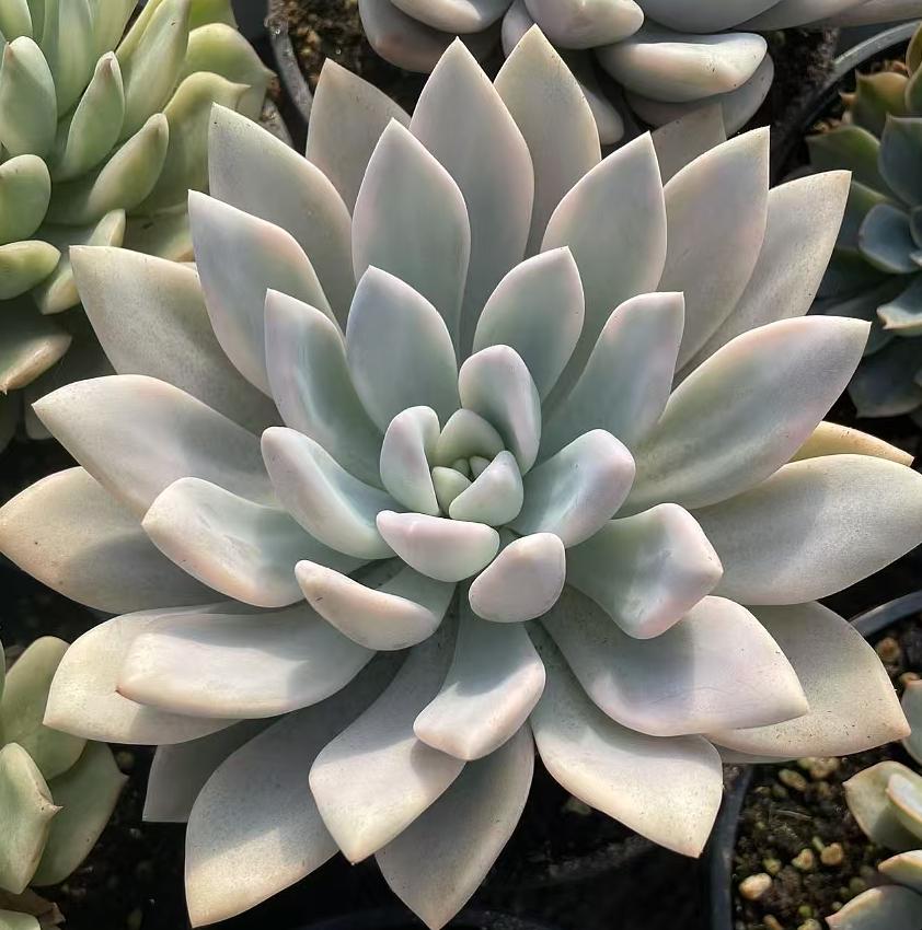 Echeveria Oprina Wheel Cover