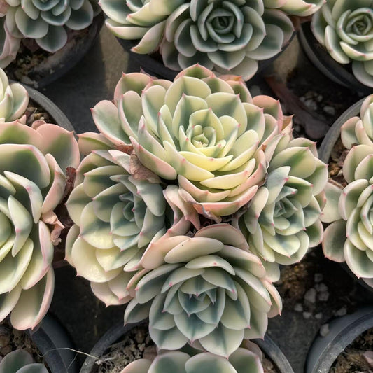 Echeveria Jade Butterfly (cluster)