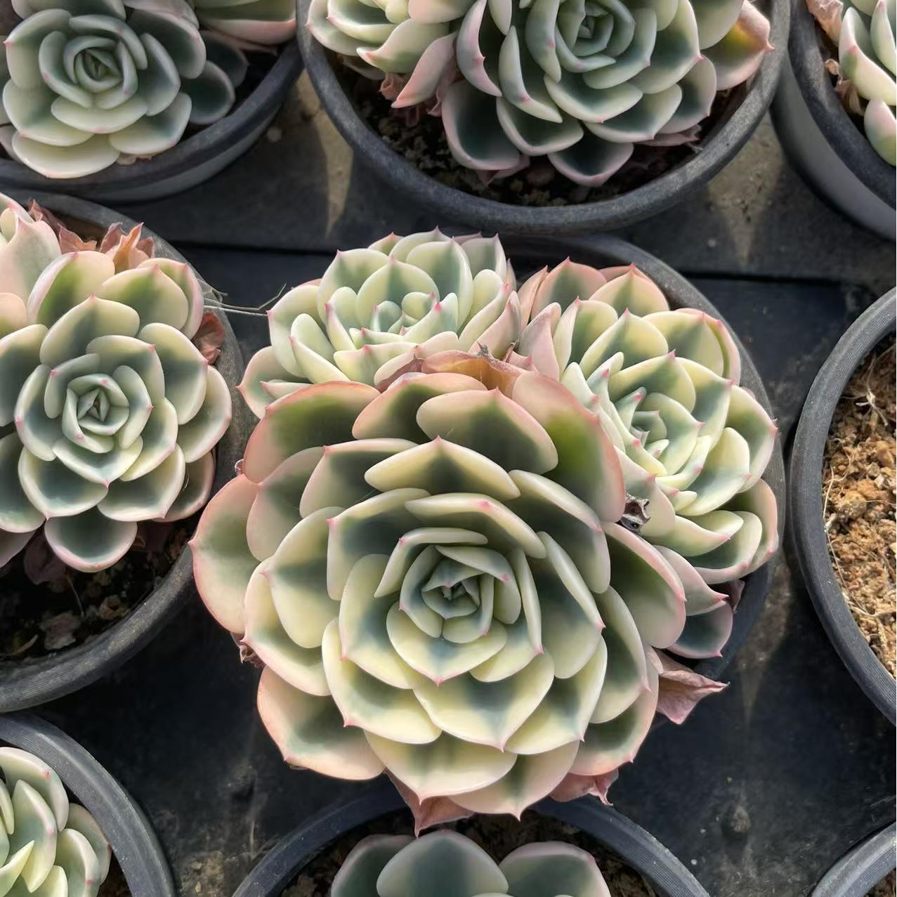 Echeveria Jade Butterfly (cluster)