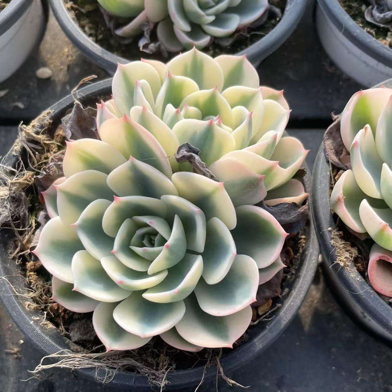 Echeveria Jade Butterfly (cluster)