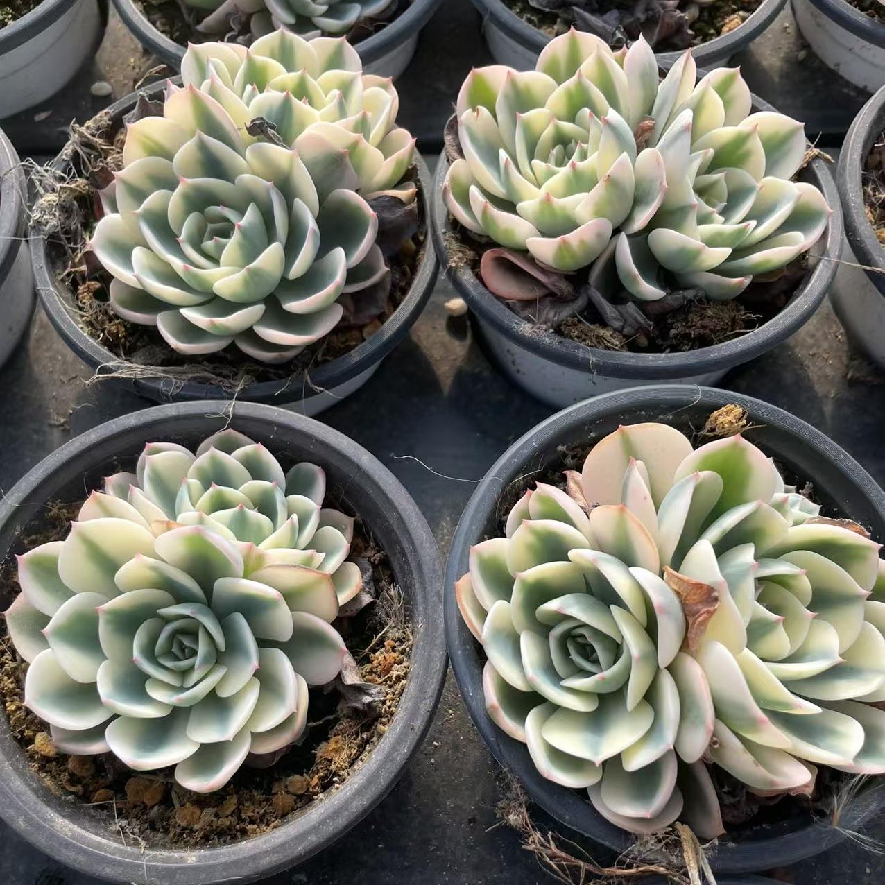 Echeveria Jade Butterfly (cluster)