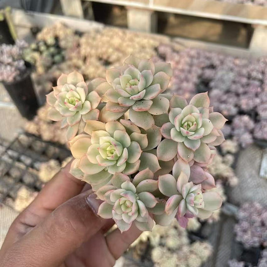 Echeveria Darren