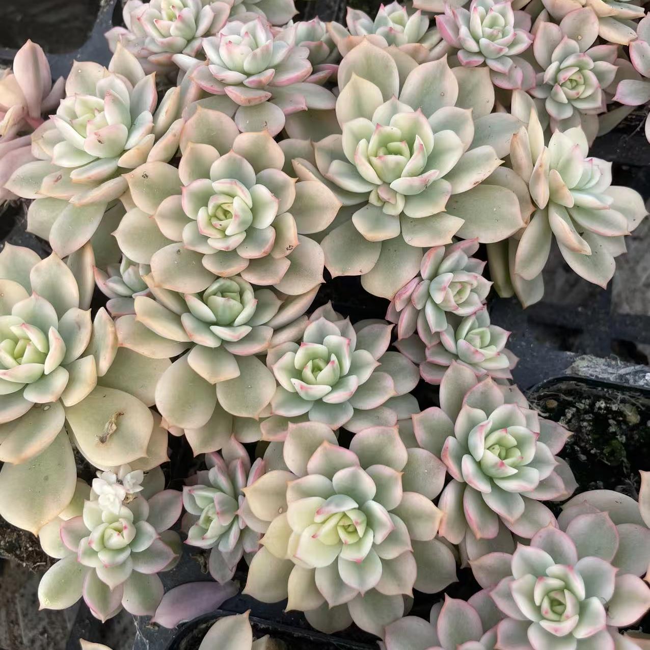 Echeveria Darren