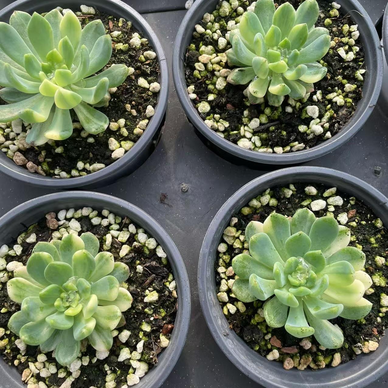Echeveria Blue Apple