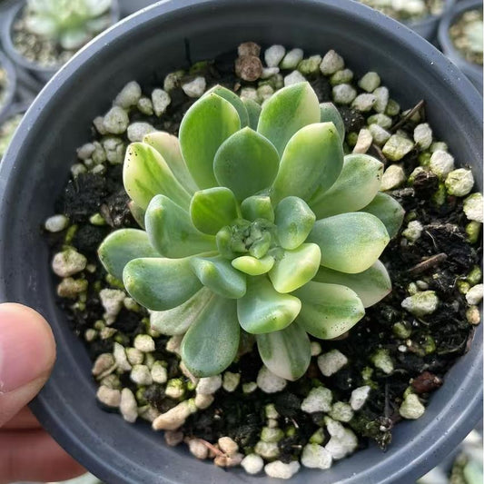 Echeveria Blue Apple