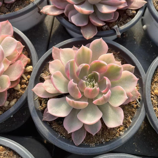 Echeveria Desert Rose