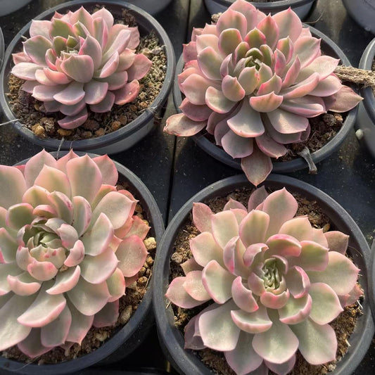 Echeveria Green Claw