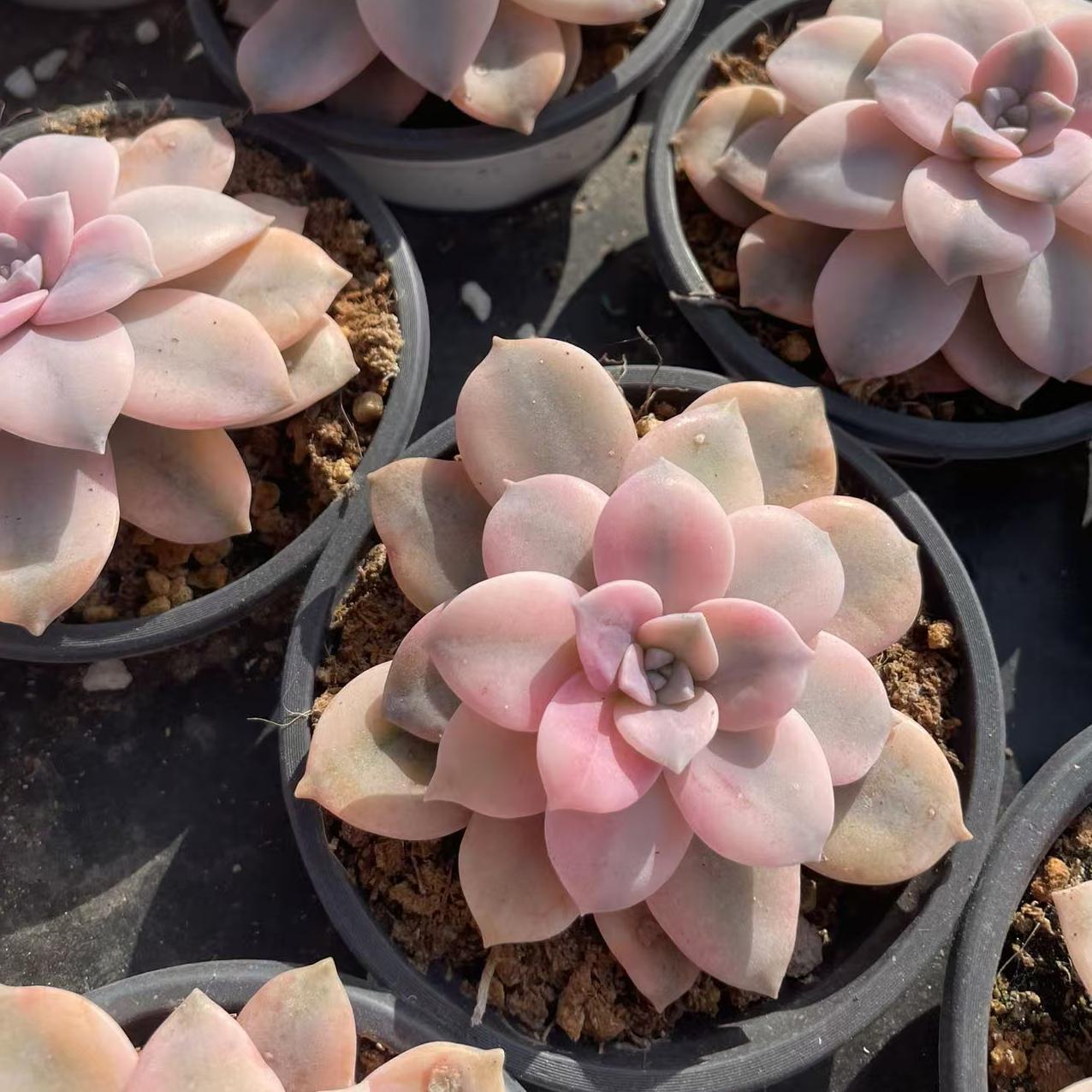 Echeveria Gorgeous Windmill With Wheels