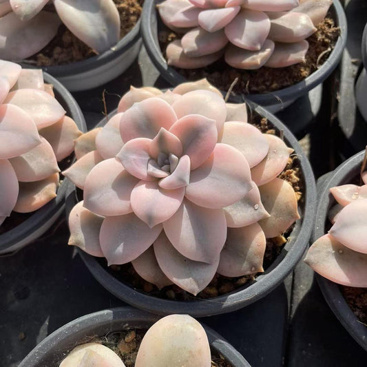 Echeveria Gorgeous Windmill With Wheels