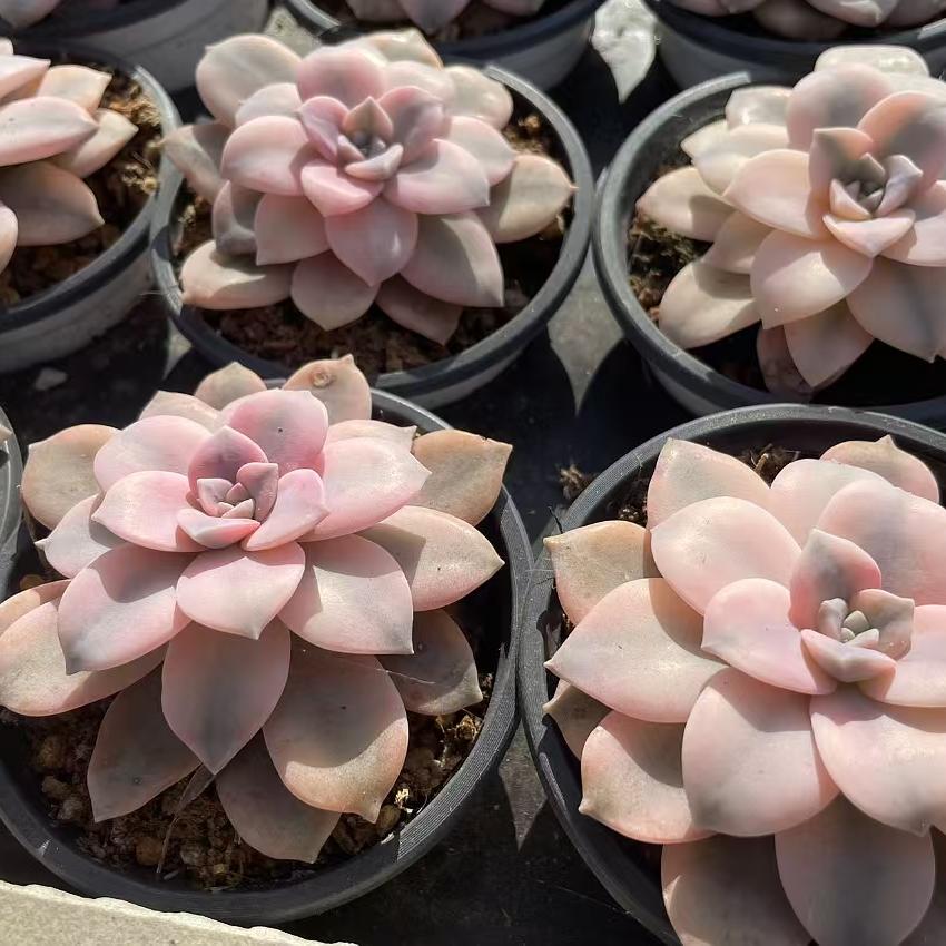Echeveria Gorgeous Windmill With Wheels