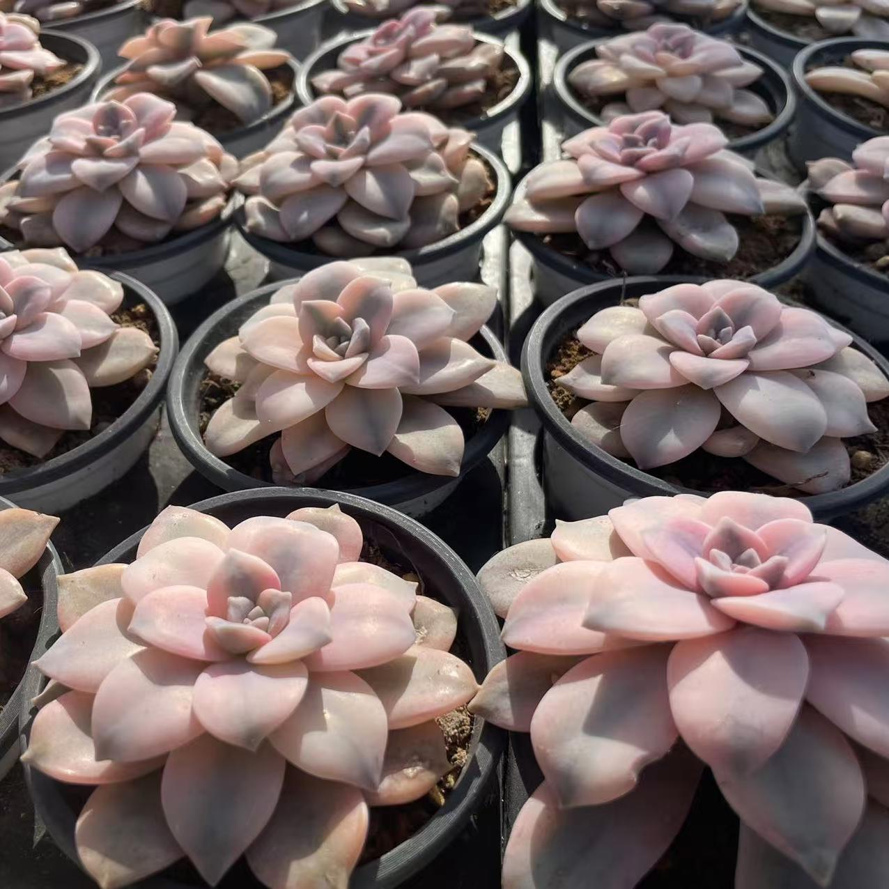 Echeveria Gorgeous Windmill With Wheels